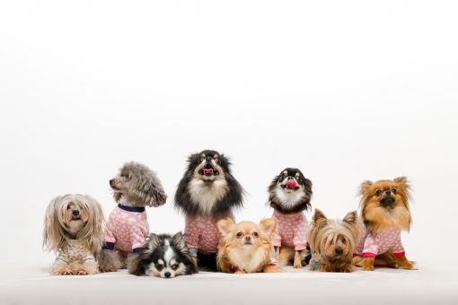 ガチハマり注意 会員制ラウンジ嬢がおすすめの小型犬とその理由